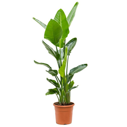 Стрелиция николай 95/24 см