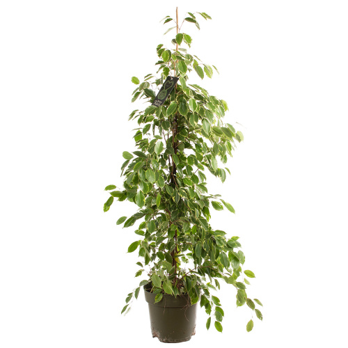 Фикус бенджамина голден кинг 140/27 см