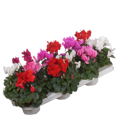 Цикламен верано 15/9 см