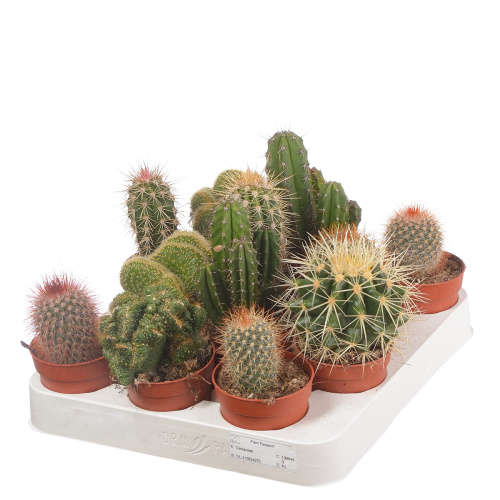 Кактус микс 15/7 см