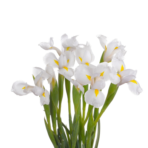 Ирис касабланка (10 шт)