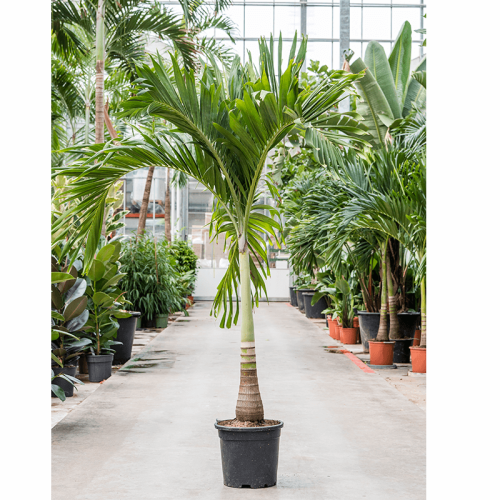 Адонидия меррелли 180/35 см