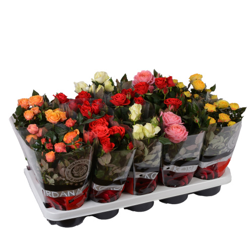 Роза Кордана гранде 25/10 см