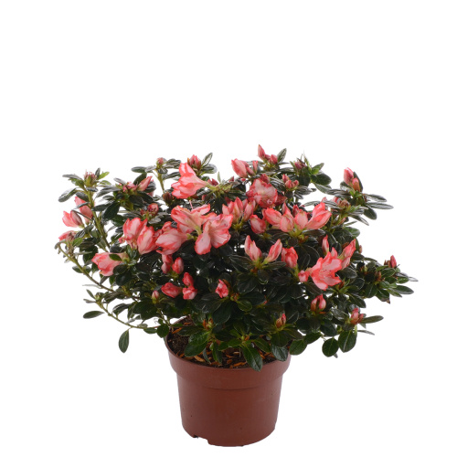 азалия сашенштерн 20/13 см