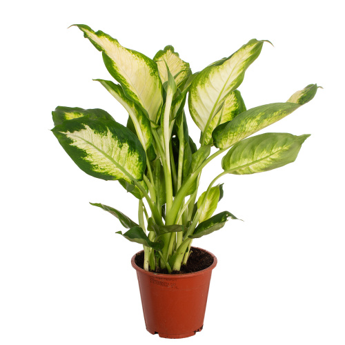 Диффенбахия камилла 45/12 см