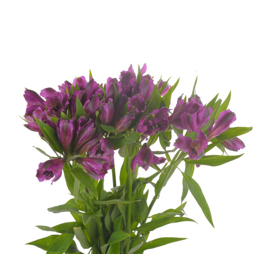 Альстромерия (10 шт) разные цвета