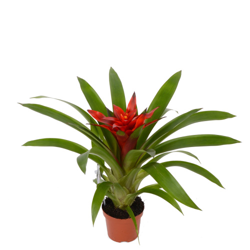 гузмания блиц 30/9 см