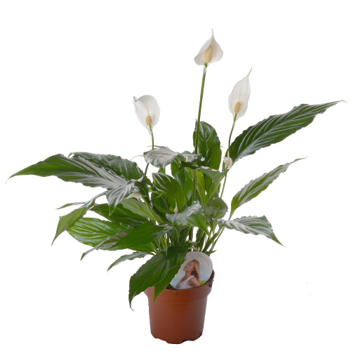 спатифиллум свит чико 55/13 см