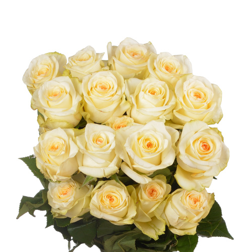 Кандилайт (25 шт)