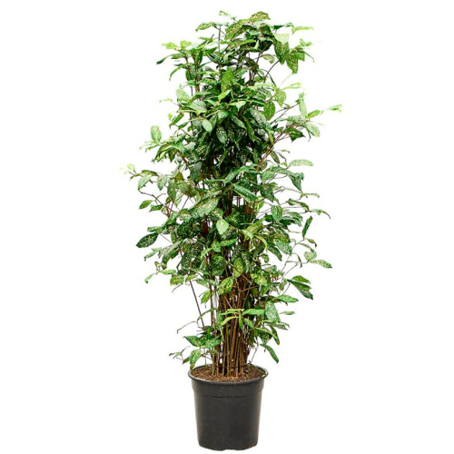 Драцена годсефа 150/26 см