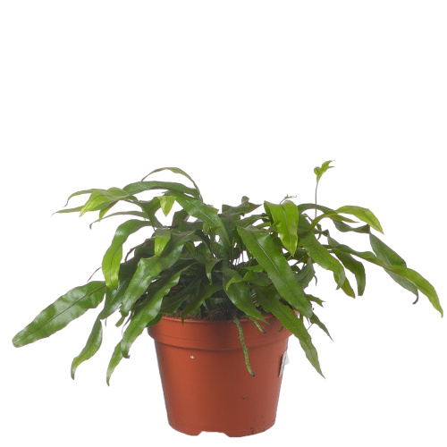 Микрозорум диверсифолиум 40/17 см