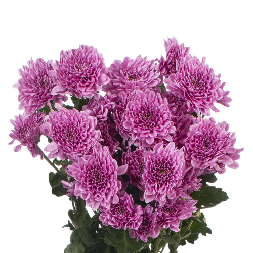 Фабиенне хризантема кустовая (5 шт)