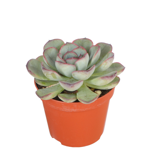 Эхиверия пелисуда 15/8 см