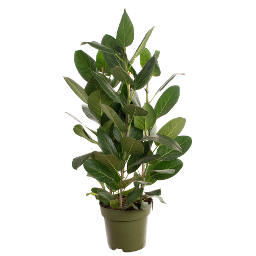 Фикус одри 110/27 см