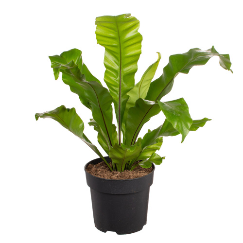 Асплениум нидус 45/17 см