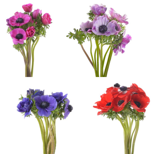 Анемон микс (10 шт) разные цвета