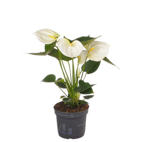 Антуриум карма уайт 35/12 см