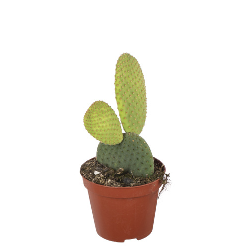 Кактус опунция микродезис 15/8 см