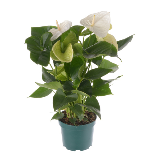 Антуриум замора 60/17 см