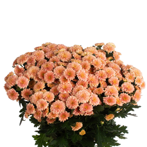 Сантини миллер салмон (25 шт)