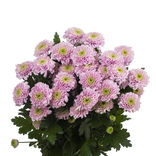 Летсгоу хризантема кустовая (5 шт)