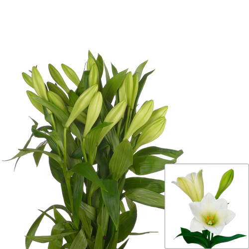 Лилия ватч ап (10 шт)