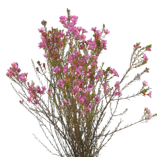 Хамелациум ади (5 шт)