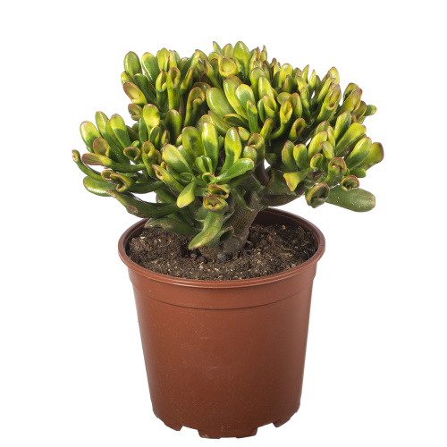 Крассула хорн трэ 50/21 см