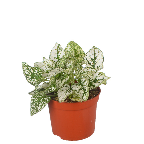 Гипоэстес уайт 15/8 см