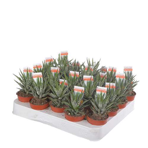 хавортия биг бэн 10/6 см