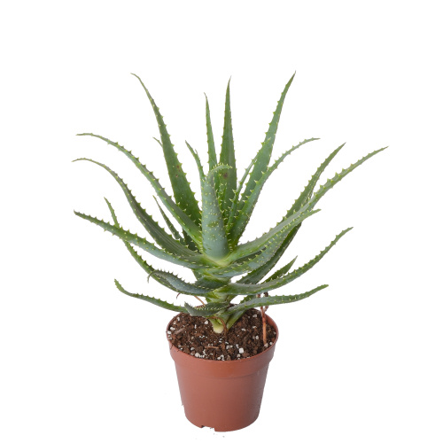 алоэ арборесценс 20/12 см