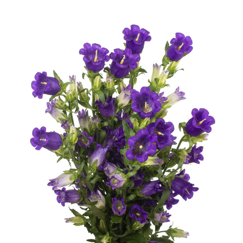кампанула синяя (10 шт)