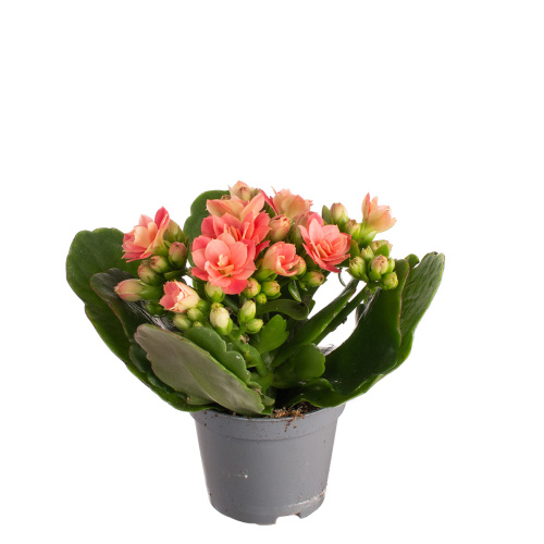 Каланхое квин априкот 10/6 см