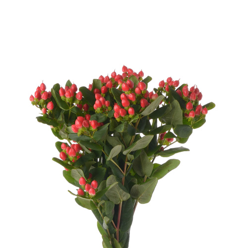 Гиперикум Коко Диабло (10 шт)