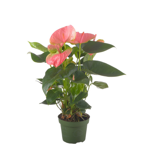 Антуриум Свит Дрим 40/12 см