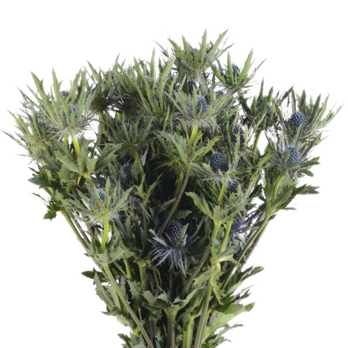 Эрингиум Орион Кустар (10 шт)