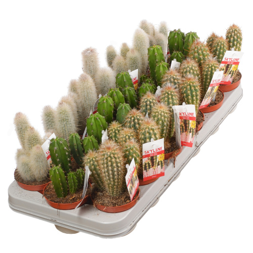 Кактус цереус 15/8 см