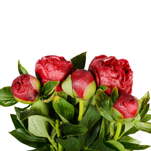 пион генри (5 шт)