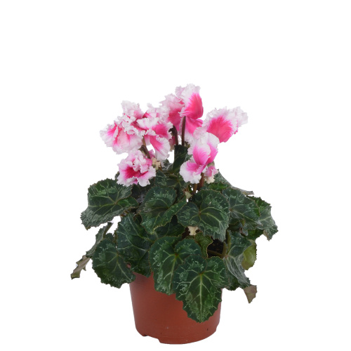 цикламен премиум абанико 25/10 см