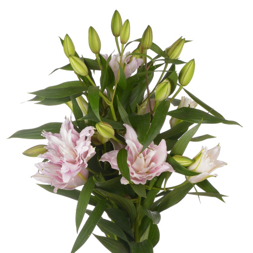 Лилия Изабелла (5 шт)