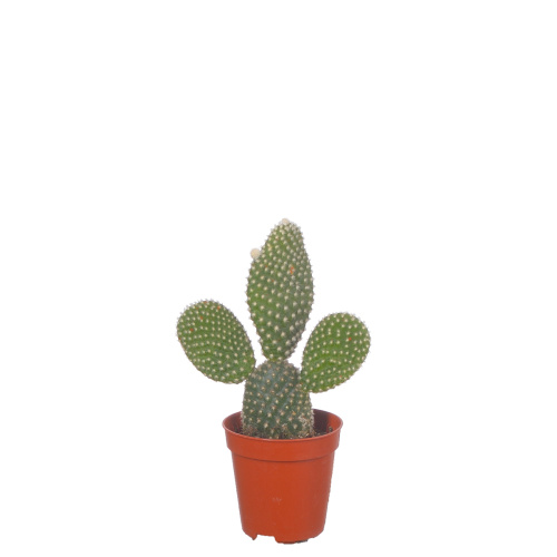 Кактус опунция албиспина 10/5 см