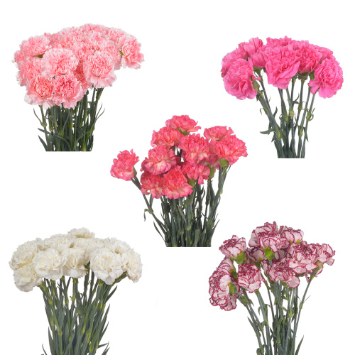 гвоздика микс (20 шт) красного цвета