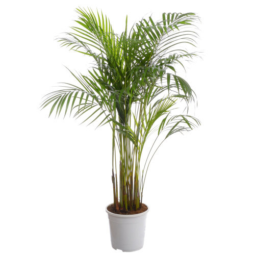 Арека 130/24 см