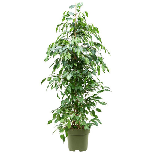 Фикус бенджамина экзотика 150/27 см