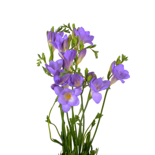 Фрезия Меркуриус (10 шт)