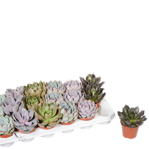 эхиверия микс 15/8 см