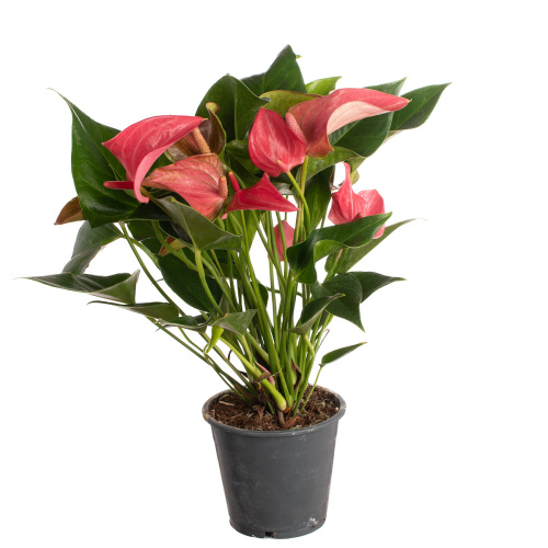 Антуриум романтико 40/12 см