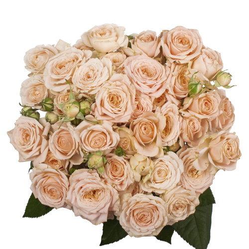 Пич деменшион куст. (10 шт) рм