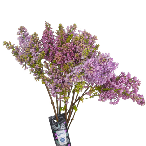 сирень дарк костер (10 шт)