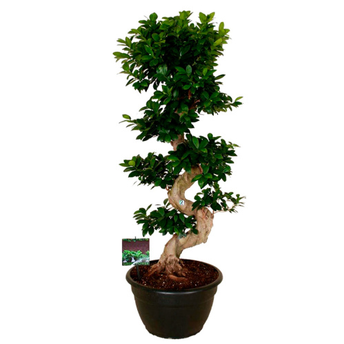 Фикус гинсенг S-форма 140/40 см